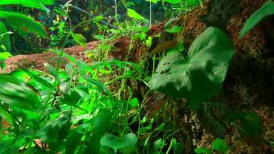 Soon the fallen giant is carpeted
in new growth. - Tiny World