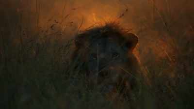 Soon, the new males begin to impose
their authority on the Marsh Pride. - Dynasties