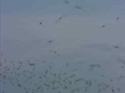 Soon the sky is filled
with clouds of bats. - The Living Desert