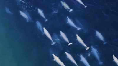 "Soon... there are hundreds." - Secrets of the Whales