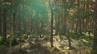 Soon these extraordinary sights and
sounds may disappear from - Wild Isles