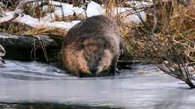 Soon it will be too cold
for the beavers to survive outside. - The Secret Lives of Animals