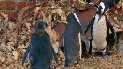 Sorry, guys. You are not invited. - Penguin Town