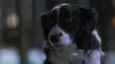 Sorry. It's a dog thing.
We like to sing along. - Cats & Dogs 3: Paws Unite