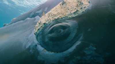 Southern right whales
were hit the hardest. - Seven Worlds, One Planet