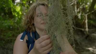 Spanish moss has also
been used as a tea - Origins: The Journey of Humankind