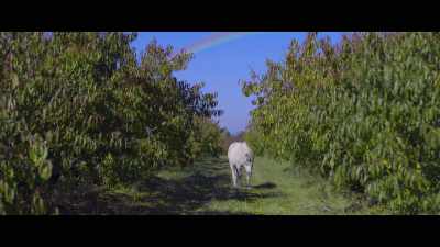 Sparkle,
temos que levá-lo para casa. - Sparkle: A Unicorn Tale
