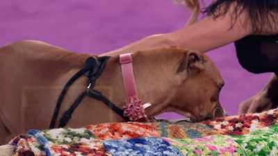 Sparrow is actually only 14 months old, - 2022 American Rescue Dog Show
