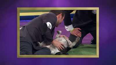 "Sparty likes to party." - 2022 American Rescue Dog Show