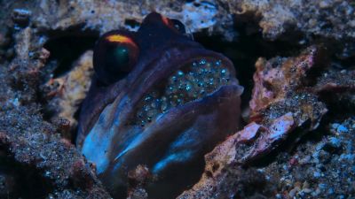 Spawning together ensures as many new lives as possible... - Tiny World