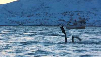 (SPEAKING INDISTINCTLY) - Blue Planet II