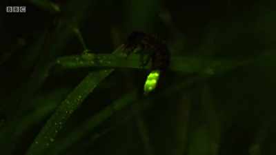 Special enzymes in her tail create
a dazzling bioluminescent display... - Wales: Land of the Wild