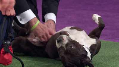 Special-needs dogs
like you see here with Nova - 2022 American Rescue Dog Show