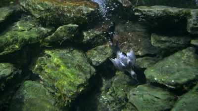 Special white eyelids
let them see clearly, - Wild Nordic
