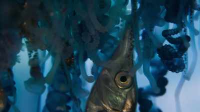 Specialised muscular tentacles - Blue Planet II
