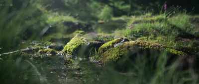 Species that hadn't
been seen in the area - The Lost Century: And How to Reclaim It