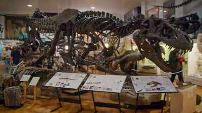 SPECIMENS WITH 30%
OF THEIR BONES - Dino Hunters