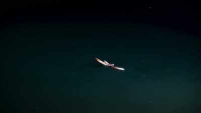 Spending too long in it
can send an eel into toxic shock. - Blue Planet II