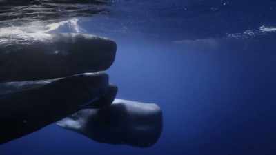 "Sperm whale skulls
hold the worlds largest biosonar." - Secrets of the Whales
