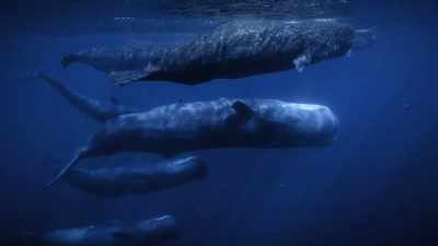 Sperm whales have at least
24 different coda types. - Secrets of the Whales