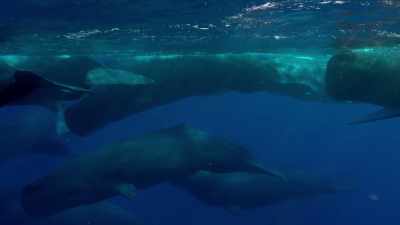 Sperm whales were once
killed in vast numbers - Blue Planet II