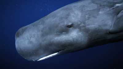 "Sperm whales use dozens
of other codas to chat." - Secrets of the Whales