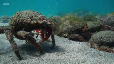 Spider crabs are
normally solitary, - Wild Isles