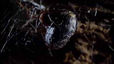 Spider silk is as stretchy
as elastic, - Micro Monsters with David Attenborough