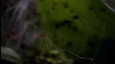 Spiders are usually solitary. - Micro Monsters with David Attenborough