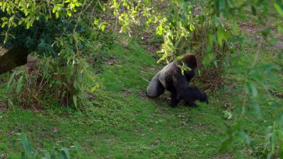 Spike and Zawadi are in the yard. - Magic of Disney's Animal Kingdom