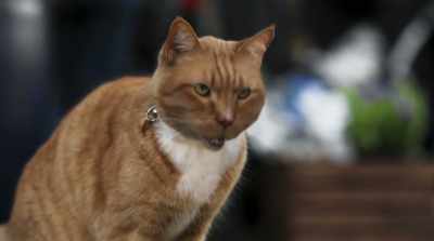 Spill the beans, purse
pooch, or you start losing digits! - Cats & Dogs 3: Paws Unite