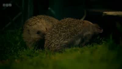 Spines are great for defence, but not for intimacy. - Wild London