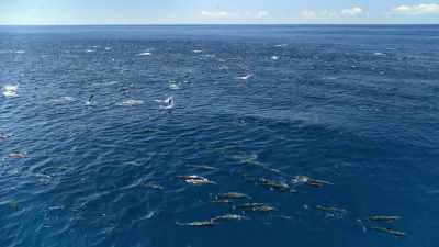Spinners live in pods, - Our Planet