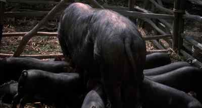 [ Spits ] - Cold Comfort Farm