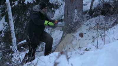 Splinters can go flying and
stab into you and the back of - Life Below Zero: Next Generation