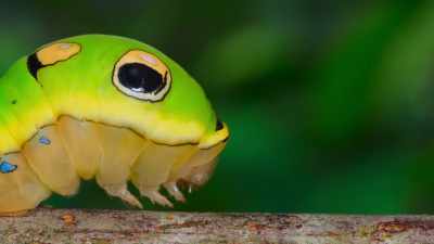 Sporting huge eye-like spots, he rears up, - The Secret Lives of Animals