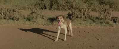 SPOT, COME HERE. - Shaft in Africa