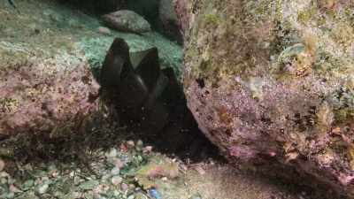 Spre deosebire de puii
de Port Jackson, - Baby Sharks
