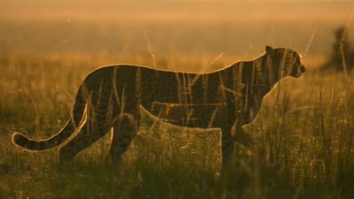 'Spring can be a tough time
for a cheetah mum. - A Year on Planet Earth