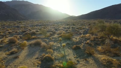 'Spring comes early in the desert,
and it doesn't last long. - A Year on Planet Earth