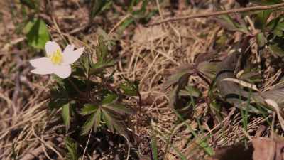 Spring is in the air, - Wild Nordic