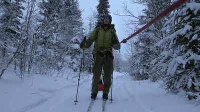Spruce trees like this, they
only get this big if they're - Life Below Zero: Next Generation