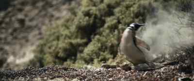[squawking] - My Penguin Friend