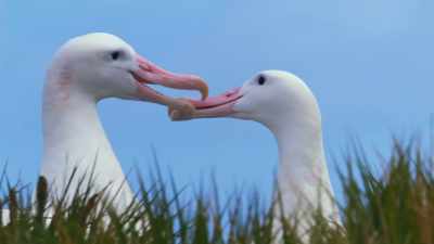(SQUAWKING) - Blue Planet II