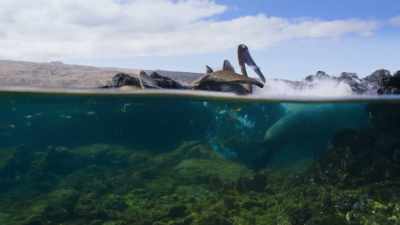 (SQUAWKING) - Blue Planet II