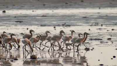 - [squawking]
- [splashing] - Our Planet