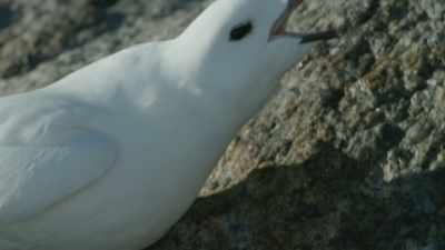 SQUAWKS - Frozen Planet II