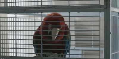 [squawks] - Dexter: Original Sin