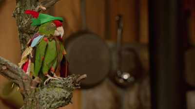 [ Squawks ] - At Home with Amy Sedaris