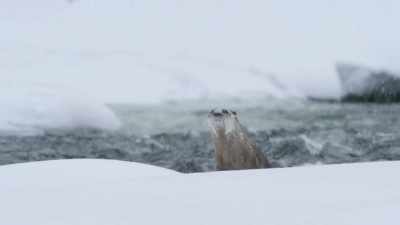 [squeak] - Epic Yellowstone